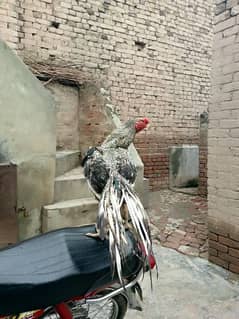 Indian parrot beak long tail aseel