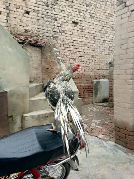 Indian parrot beak long tail aseel 1