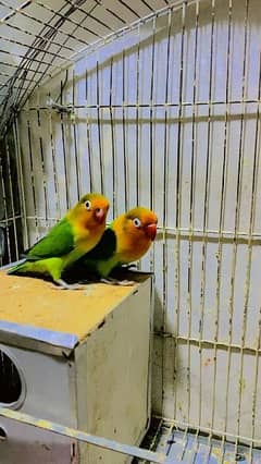 lovebird