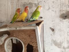 peach face love bird pair for sale