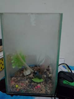 mini fish aquarium