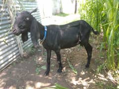 full black bital bakri