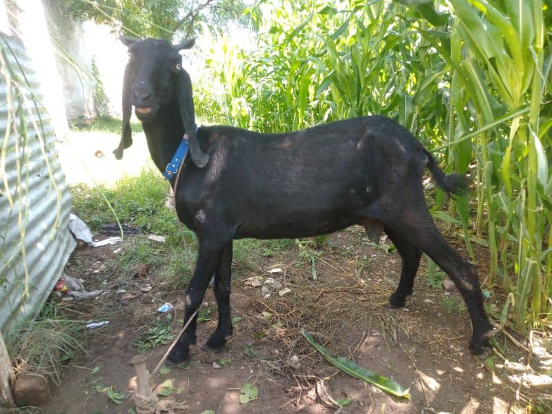 full black bital bakri 1