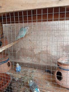 austrlian breed parrot age 6 months breeding pairs available