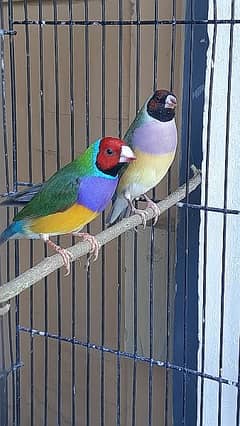 Gouldian