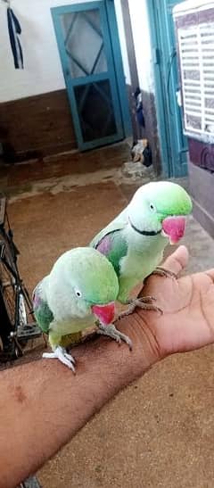 Raw fully hand tamed talking bredear pair for sale in kharian cnt