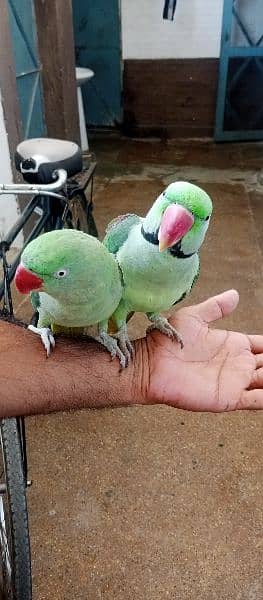 Raw fully hand tamed talking bredear pair for sale in kharian cnt 1