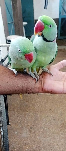 Raw fully hand tamed talking bredear pair for sale in kharian cnt 5