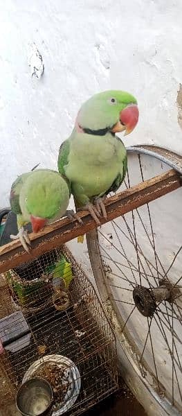 Raw fully hand tamed talking bredear pair for sale in kharian cnt 9