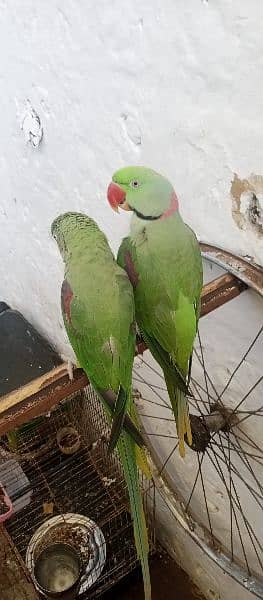 Raw fully hand tamed talking bredear pair for sale in kharian cnt 15