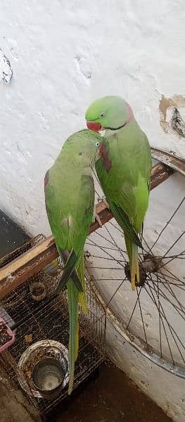 Raw fully hand tamed talking bredear pair for sale in kharian cnt 16