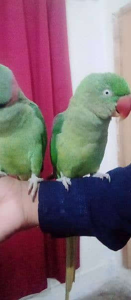 Raw fully hand tamed talking bredear pair for sale in kharian cnt 18