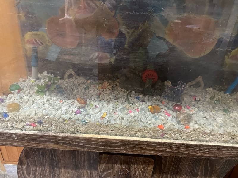 Aquarium for sale 1