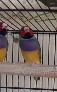 Gouldian finch