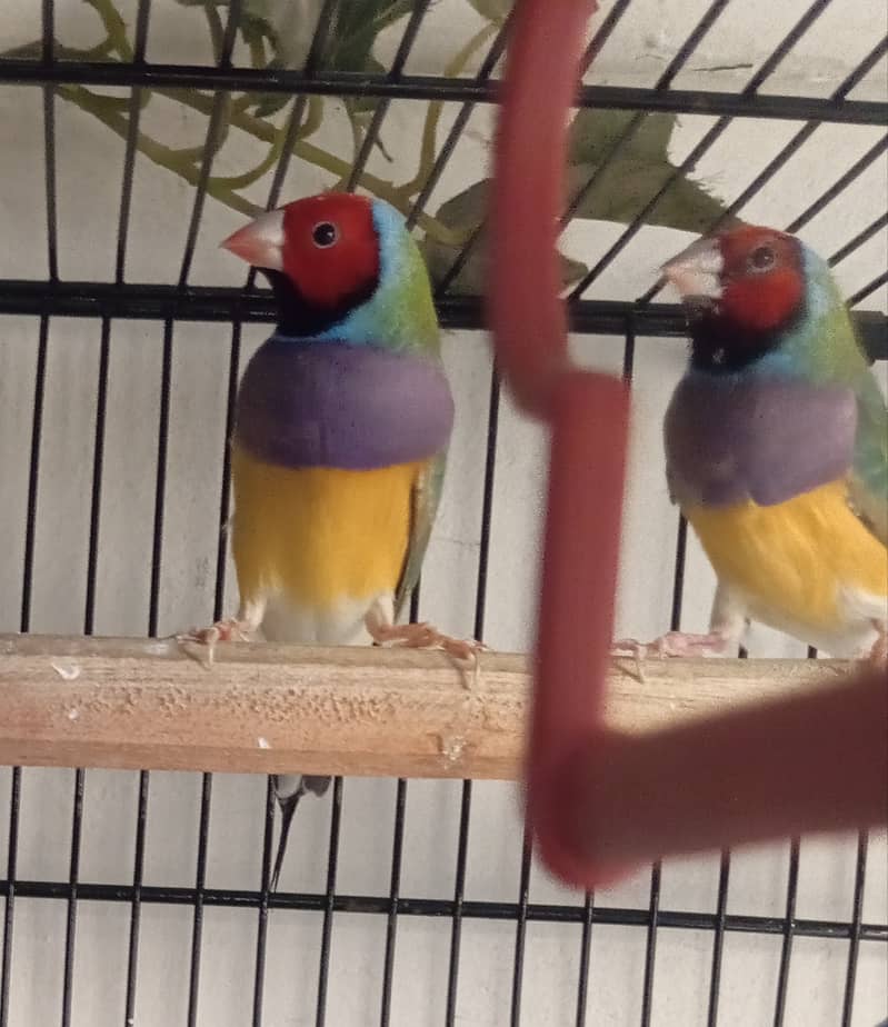 Gouldian finch 1