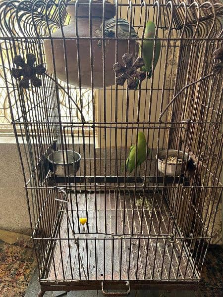 Green Ring Neck Parrots alongwith Cage 0