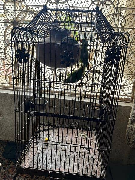 Green Ring Neck Parrots alongwith Cage 1