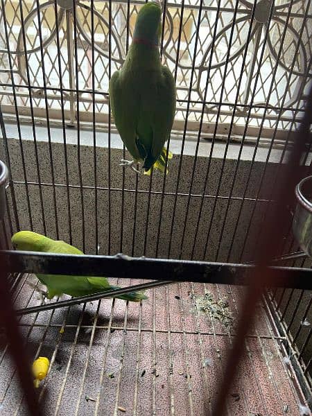 Green Ring Neck Parrots alongwith Cage 2