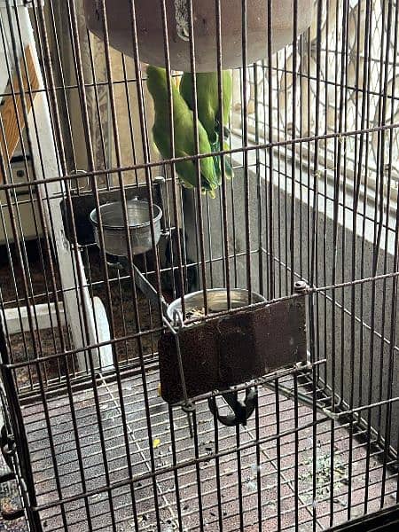 Green Ring Neck Parrots alongwith Cage 3