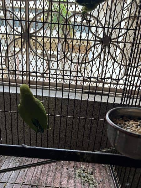 Green Ring Neck Parrots alongwith Cage 4