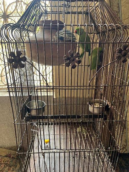 Green Ring Neck Parrots alongwith Cage 5