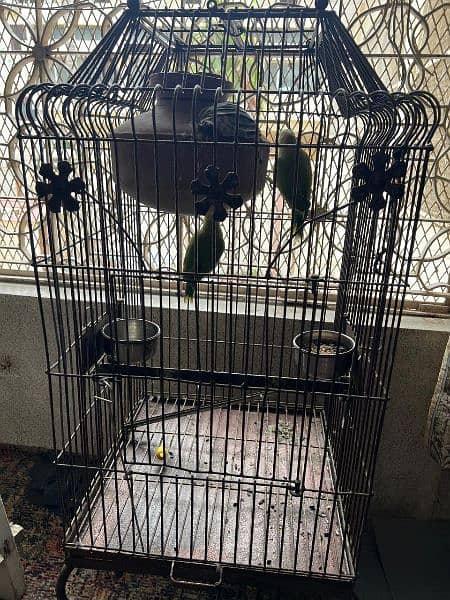 Green Ring Neck Parrots alongwith Cage 6