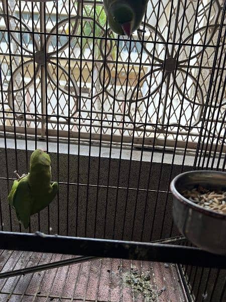 Green Ring Neck Parrots alongwith Cage 8