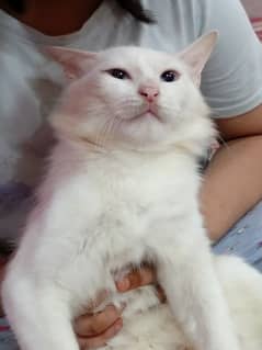 Pure double coated Persian blue eyes Male cat for sale 03002431828