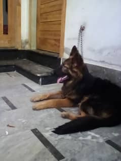 top quality German Shepherd female long cod