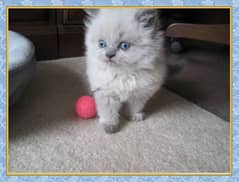 Persian cat for sale My WhatsApp number  0320/2807931