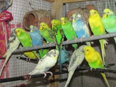 Healthy And Fresh New Borns Budgies For Sale