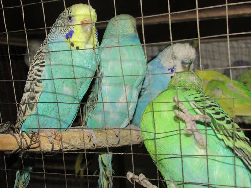 Healthy And Fresh New Borns Budgies For Sale 1