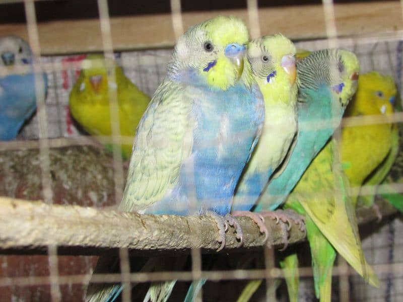 Healthy And Fresh New Borns Budgies For Sale 2