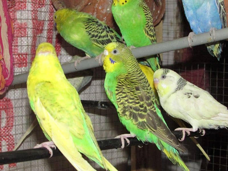 Healthy And Fresh New Borns Budgies For Sale 3