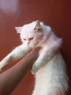 Persian female cat 10 month age  faoun colour