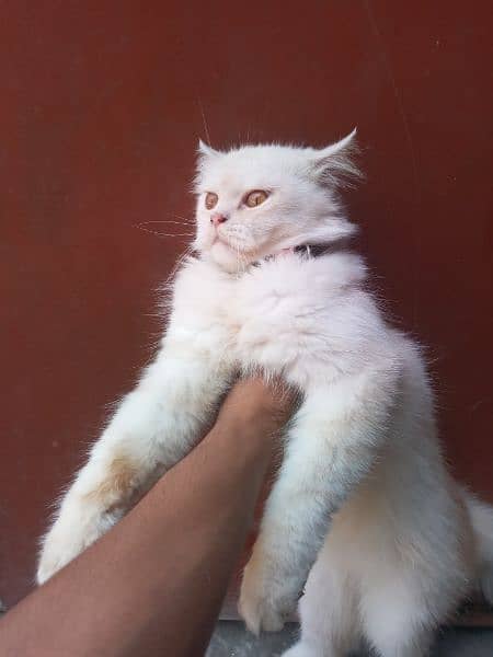 Persian female cat 10 month age  faoun colour 3