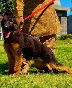 German Shepherd Female Long Coat Dog For Sale