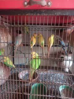 Australian Birds and Cage for sale