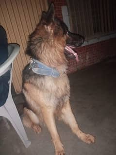 GERMAN SHEPHERD IMPORTANTED DOG