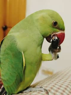 green ring neck with cage.