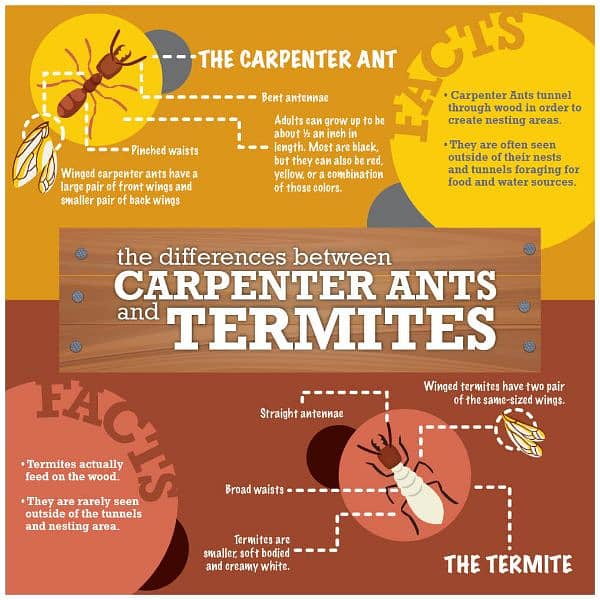 Termite pest control, demak, mosquito, bedbugs, cocroach, services 3