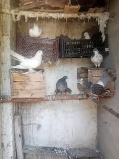 whole pigeon loft for sale