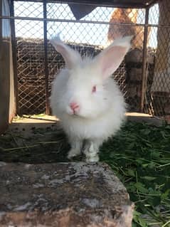 Angoora male for sale in red eyes