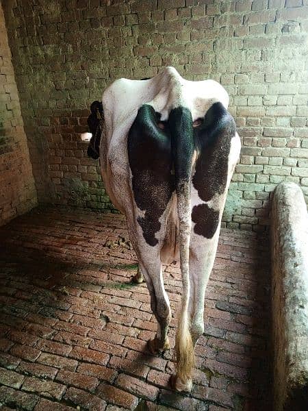 HF Crossed Cow 8 month Pregnant Dry 1