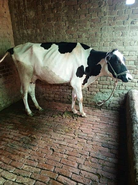 HF Crossed Cow 8 month Pregnant Dry 2