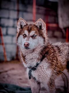 Siberian Husky Female