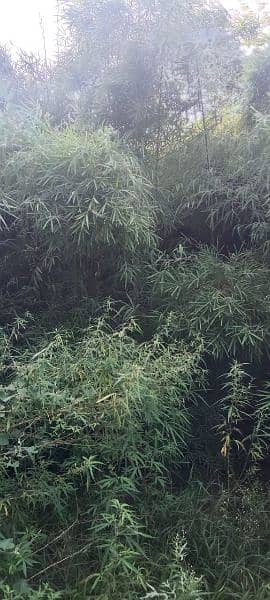 Fresh Nursery Of Bamboo Available. 1