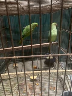 green ringneck breeder pairs