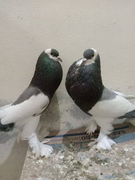 gubara breeder pair 1