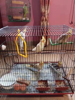 Cockatiel for sale 0